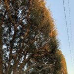 Tree_Service_of_Houston_affordable_tree_service_1531_Hoveden_Dr._Katy__TX_77450