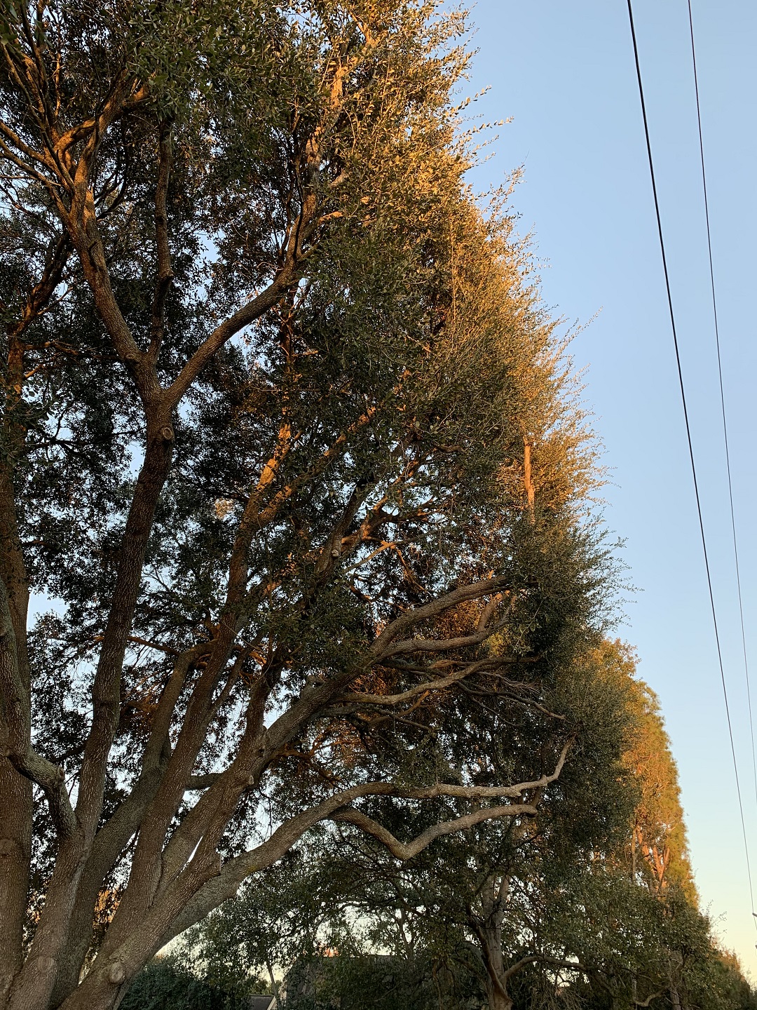 Tree_Service_of_Houston_affordable_tree_service_1531_Hoveden_Dr._Katy__TX_77450