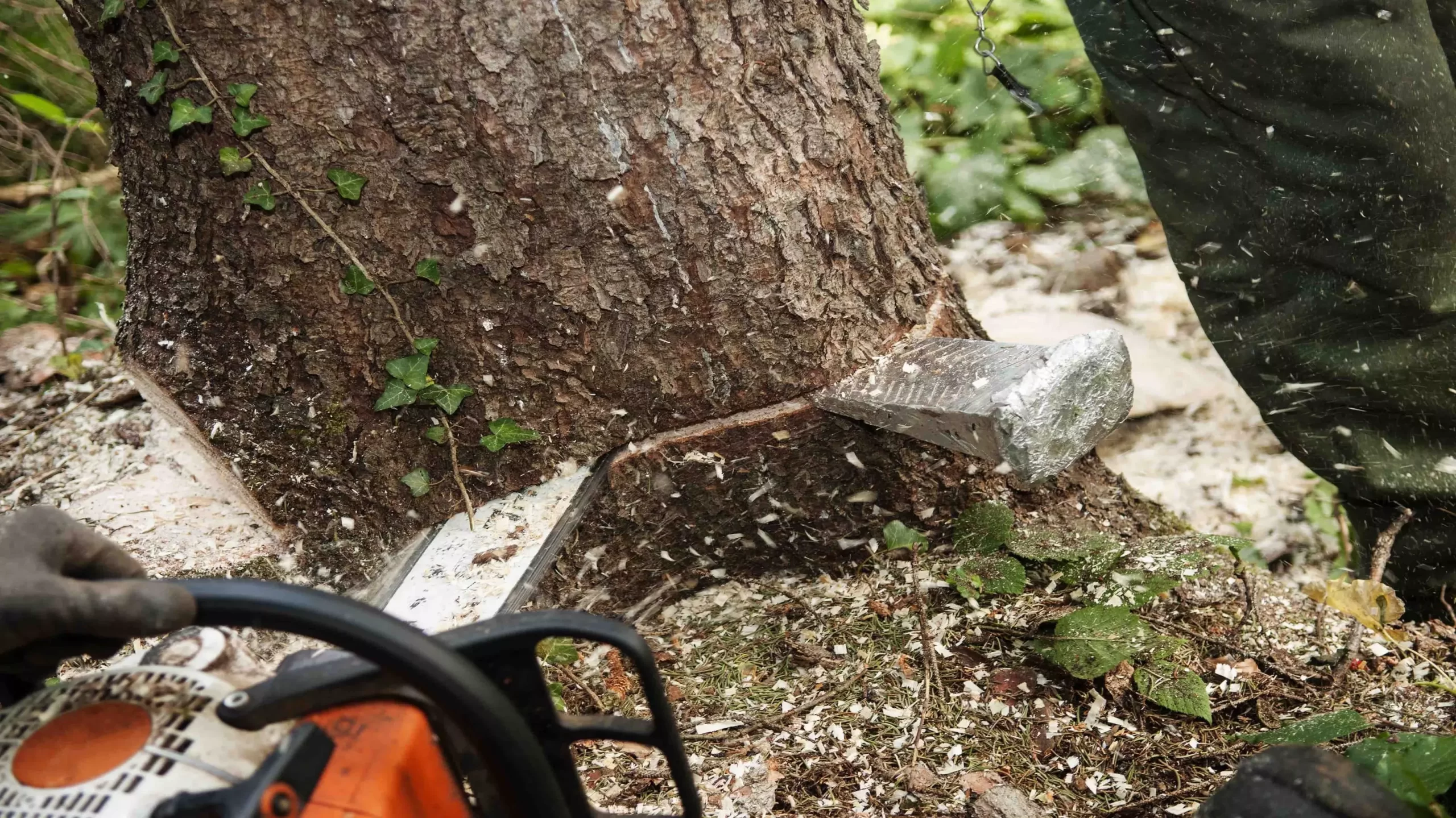 best-tree-surgeon